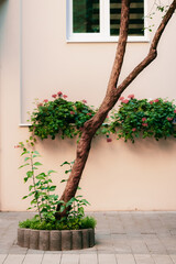 landscaped design pavement yard street tile space with lonely tree flower bed and plant pots natural decorations vertical aesthetic picture