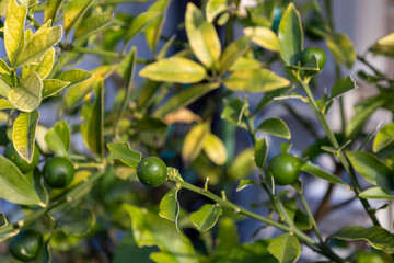 緑色の金柑の実