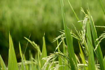 rice that is starting to fill up, turn upside down and green
