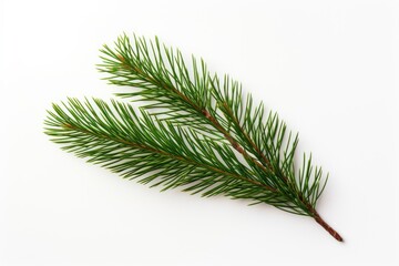 A mini little pine branch spruce plant tree.