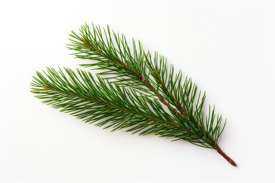 A mini little pine branch spruce plant tree.