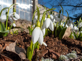 Group of snowdrops (Galanthus fosteri) in full bloom growing in garden in bright sunlight in early spring