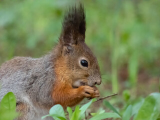Close-up of the Red Squirrel (Sciurus vulgaris) sitting on ground in grass and holding in paws and eating a pine cone