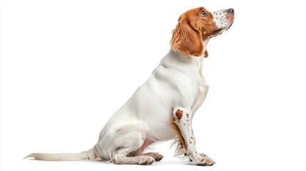 English setter dog sitting side view, looking to right, with white coat and distinctive markings. This breed is known for its friendly demeanor and elegance