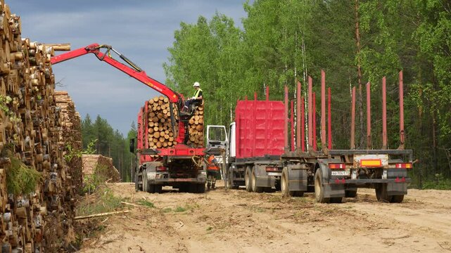 Loading timber into a logging truck. Deforestation.