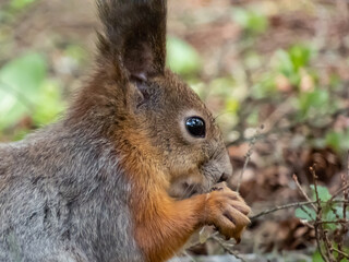 Close-up of the Red Squirrel (Sciurus vulgaris) sitting on ground in grass and holding in paws and eating a pine cone
