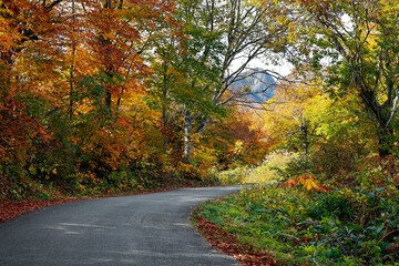 Fototapeta premium road crossing the forest during autumn season 