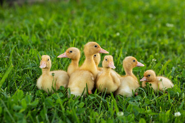 Group of yellow baby farm animals ducklings together on green lawn outside