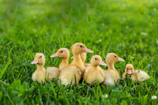 Group of yellow baby farm animals ducklings together on green lawn outside