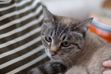 猫とくつろぐ飼い主　シャムトラ猫