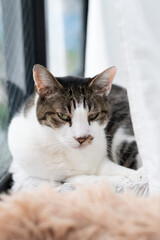窓辺でくつろぐ可愛い猫 キジトラ白
