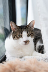 窓辺でくつろぐ可愛い猫　キジトラ白