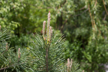 Sosna zwyczajna, sosna pospolita, Pinus sylvestris