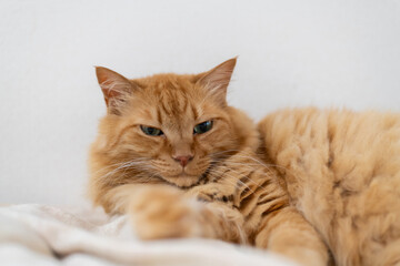 室内でくつろぐ可愛い猫　茶トラ猫	