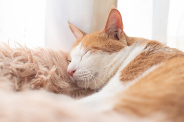 窓辺で眠る可愛い猫　茶トラ白