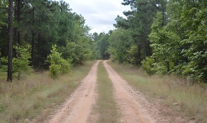 Fototapeta premium A forest road leading to a dirt road, Generative AI 