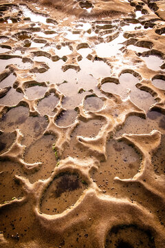 Low Tide Reef