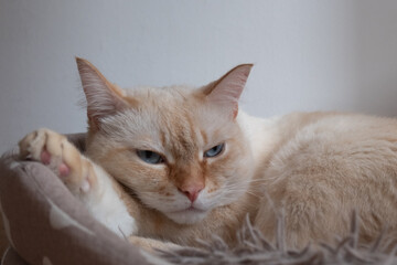 A white cat, looking at the camera, sits comfortably on a bed in a sunlit room.