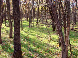 Obraz premium A view inside the autumn forest at the sun's rays breaking through the bare trunks of trees and creating an incredible picture on the grass carpet.