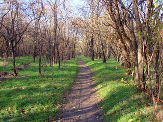 The landscape of the trail surrounded by forest trees that have shed their clothes before the onset of winter.