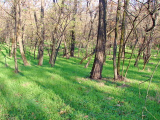 Despite the late autumn, the arrival of warm weather surprisingly covers the foot of the forest...