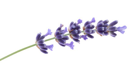 blue hyacinth isolated on white