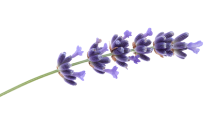 blue hyacinth isolated on white