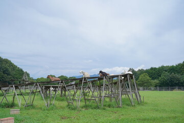 木の橋の上で寝転ぶヤギ