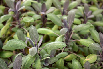 Szałwia lekarska, Salvia officinalis