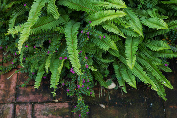 Small purple flowers with green leaves.