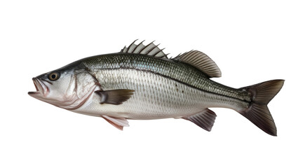 Sea bass isolated on white background
