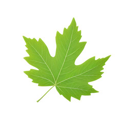 Fototapeta premium A vibrant green maple leaf, isolated on white background.