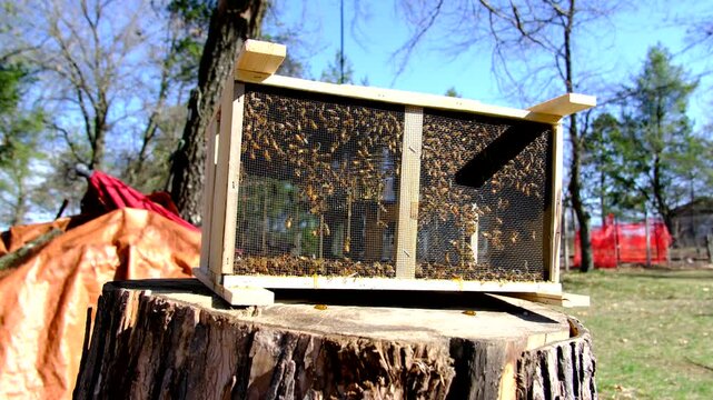 Lot of buzzling honey bees inside locked meshed box alongside queen ready to be transferred into new beehive in sunny warm day