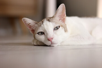 The cat lay on the floor in living room