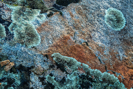 Close up of lichen on granite boulders.