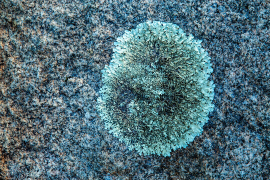 Close up of lichen on granite boulders.