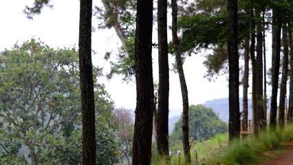 Obraz premium the atmosphere of exploring a calm and peaceful pine forest with tall and straight trees. Pine trees grow abundantly