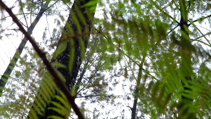 the atmosphere of exploring a calm and peaceful pine forest with tall and straight trees. Pine trees grow abundantly