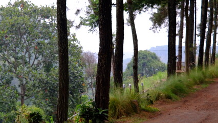 Obraz premium the atmosphere of exploring a calm and peaceful pine forest with tall and straight trees. Pine trees grow abundantly