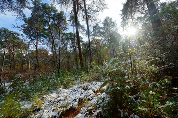 Snowy weather in the Apremont gorges
