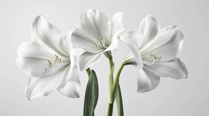 Fototapeta premium Three elegant white amaryllis flowers with delicate petals, showcasing their natural beauty and grace against a soft background.