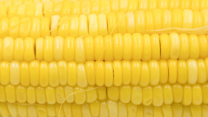 ear of ripe corn on white background, Seeds of sweet corn background.