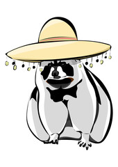 Waschbär mit Sombrero