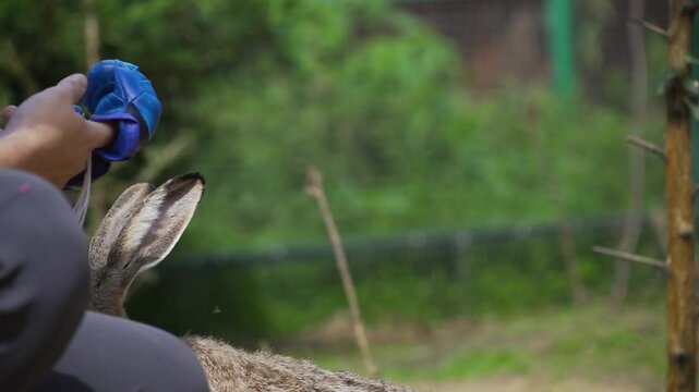 A brown hare boxing with a blue glove held by a human, sniffing, licking, and playfully biting it outdoors in Wildlife Rehabilitation Centre