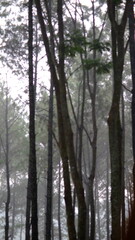 the atmosphere of pine trees when it rains, light knick-knacks in the pine forest