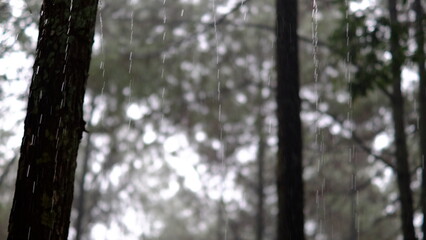 the atmosphere of pine trees when it rains, light knick-knacks in the pine forest