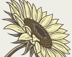 Black and white sunflower vector illustration