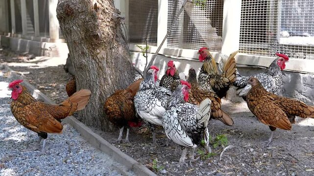 Chickens and roosters roam freely near their coop, showcasing farm life. This scene depicts poultry in a natural setting, perfect for agriculture and animal themes.