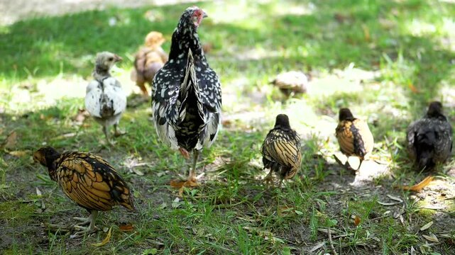 A Sebright hen and her chicks forage on grassy ground, pecking and scratching for food. The sunlight filters through the leaves, creating a peaceful, rural scene.