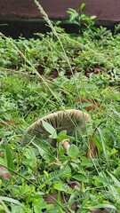 fern in the forest